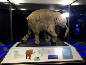 ロイヤルBC博物館「マンモス：氷河期の巨人たち」2016年5月31日撮影